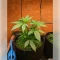 Semillas Feminizadas Permanent Marker (Blimburn Seeds)