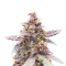 Graines féminisées de Purple Lemonade Poison Autoflower (Seedkeepers)