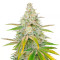 Sativa Mix feminizada (Herbies Seeds)