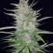 White Widow Original feminized seeds