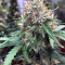 Semi femminizzati Z (Blackskull Seeds)