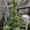 Sweet Gelato Auto Seeds