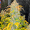 NY Diesel Autoflower (Herbies Seeds)