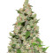 ASH (Afg Skunk x Afg Haze) Regular (Mr. Nice Seedbank)