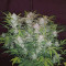 Auto Pineapplegum (Blackskull Seeds)