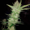 Big Bomb feminized seeds
