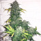 Graines de cannabis Chemdogging Auto (Mephisto Genetics)