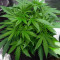 Criminal+ feminized seeds