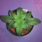 Semi regolari Critical Mass (Mr. Nice Seedbank)