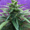 Semi regolari Critical Mass (Mr. Nice Seedbank)