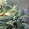 Graines de cannabis Cum Laude (Positronics Seeds)