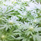 Dogstar Dawg (Big Head Seeds)