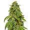 D’oh Si D’ohpe feminized seeds