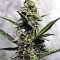 Fantasmo Express Auto Seeds
