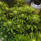 Ghost Train Haze #1 Seeds