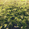 Graines de cannabis Headstash (Karma Genetics)
