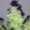 HiFi 4G feminized seeds