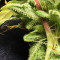 Semi femminizzati Northern Lights (Seed Stockers)