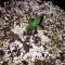 OG Kush Express Auto Seeds