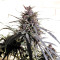 Purple Haze x Malawi Regular seeds