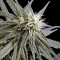 Arjan's Haze #2 (GHS)