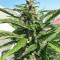 Auto Desfran strain