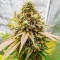 Bruce Banner Fast Version Feminized Seeds (Easy Grow Seeds)