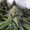 Critical + 2.0 Seeds