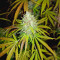 Delicious Cookies Feminized Seeds (Delicious Seeds)