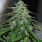 Gelato Cookie Doh-ope Auto Seeds