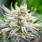 Graines féminisées de Glue Cookies (AlphaFem Seeds)