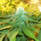 Green Ninja (Heavyweight Seeds)