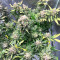 Mac Feminized Seeds