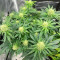 Northern Light Auto (Expert Seeds) feminized seeds