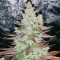 Red Hot Cookies Seeds (Sweet Seeds)