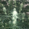 LSD Seeds - Cannabis Strain Seeds for Sale