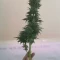 Caramelo Early Version Seeds (Delicious Seeds) - Cannabis Strain Seeds for Sale