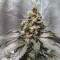 Solomatic Auto CBD Seeds - Cannabis Strain Seeds for Sale