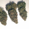 Mimosa EVO Seeds (Barney’s Farm) - Cannabis Strain Seeds for Sale