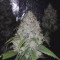 Dos Si Dos 33 Seeds (Barney's Farm) - Cannabis Strain Seeds for Sale