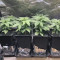 Runtz XL Auto feminized seeds for sale: information and reviews
