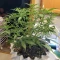 Godzilla Cookies Auto จาก Herbies Seeds