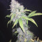 Cream Mandarine XL Seeds