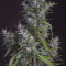 Cream Mandarine XL Seeds