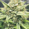 Strawberry Banana Seeds - Cannabis Strain Seeds for Sale