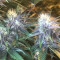 Tropicanna Poison F1 Fast Version feminized seeds for sale: information and reviews