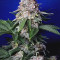 Buy Outlaw feminized seeds by Dutch Passion