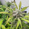Purple Haze Seeds - Cannabis Strain Seeds for Sale
