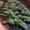 Acquista semi femminizzati Sweet Nurse Auto CBD di Sweet Seeds