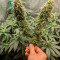 Auto Tutankhamon Seeds - Cannabis Strain Seeds for Sale